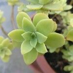 Sedum spathulifolium 叶