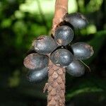 Pholidostachys pulchra Fruit