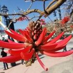 Erythrina flabelliformis برگ