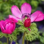 Anemone coronaria Kvet