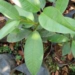 Garcinia mangostana Blad