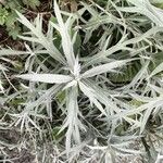 Artemisia ludoviciana Folio