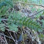 Pedicularis gyroflexa Elinympäristö