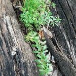 Galium verrucosum Habit