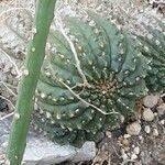 Gymnocalycium capillense Leaf