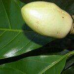 Magnolia gloriensis Plod