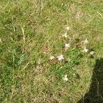 Armeria maritima Flower