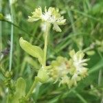 Valeriana discoidea Deilen