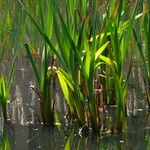 Typha latifolia Blad