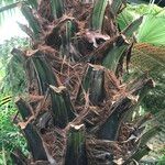 Livistona speciosa Hábito