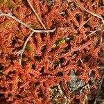 Selaginella denticulata List