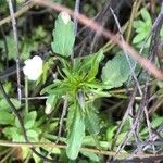 Viola kitaibeliana Leaf