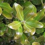 Quercus phillyreoides Yaprak