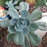 Echeveria australis Leaf