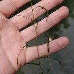 Potamogeton pusillus Leaf