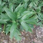 Paeonia peregrina Blad