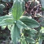 Cistus albidus Blad