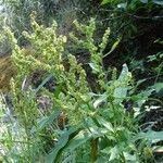 Rumex salicifolius Vivejo