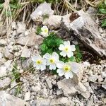 Ranunculus bilobus