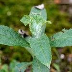 Pulicaria odora Leaf