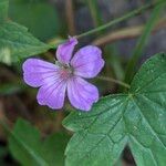 Geranium nodosum Flor