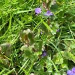 Glechoma hederacea Flower