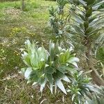 Leucadendron argenteum 葉