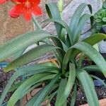 Cyrtanthus elatus Leaf