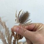 Eryngium planumFloare