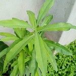Warburgia ugandensis Hostoa