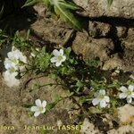 Arenaria hispanica Habit