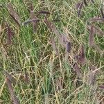 Setaria parviflora Листок