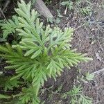 Selaginella sinuosa Frunză