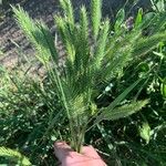 Agropyron cristatum Folha