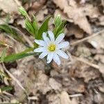 Moehringia ciliata Flower