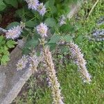 Agastache foeniculumLorea