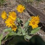 Wyethia sagittata Kvet