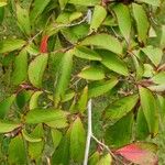 Stewartia rostrata Hostoa