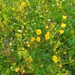 Ranunculus repens Flower