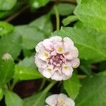 Phyla nodiflora Flors