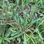 Erigeron alpinus Leaf