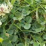 Trifolium occidentale ഇല