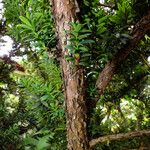 Taxus cuspidata Bark