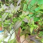 Browallia speciosa Frunză