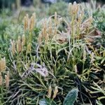 Lycopodium complanatum Flors