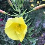 Oenothera rubricaulis Fiore