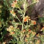 Indigofera senegalensisBlomma