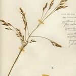 Oloptum miliaceum 花