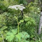 Heracleum maximum Leaf