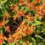 Euphorbia griffithii Flor